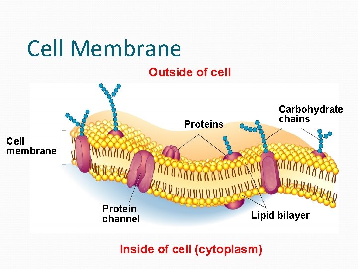 Cell Membrane Outside of cell Carbohydrate chains Proteins Cell membrane Protein channel Lipid bilayer Cell Membrane Outside of cell Carbohydrate chains Proteins Cell membrane Protein channel Lipid bilayer