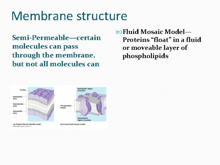 Membrane structure Semi-Permeable—certain molecules can pass through the membrane, but not all molecules can Membrane structure Semi-Permeable—certain molecules can pass through the membrane, but not all molecules can