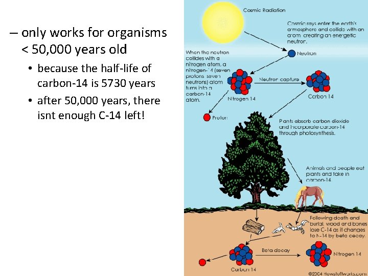 – only works for organisms < 50, 000 years old • because the half-life