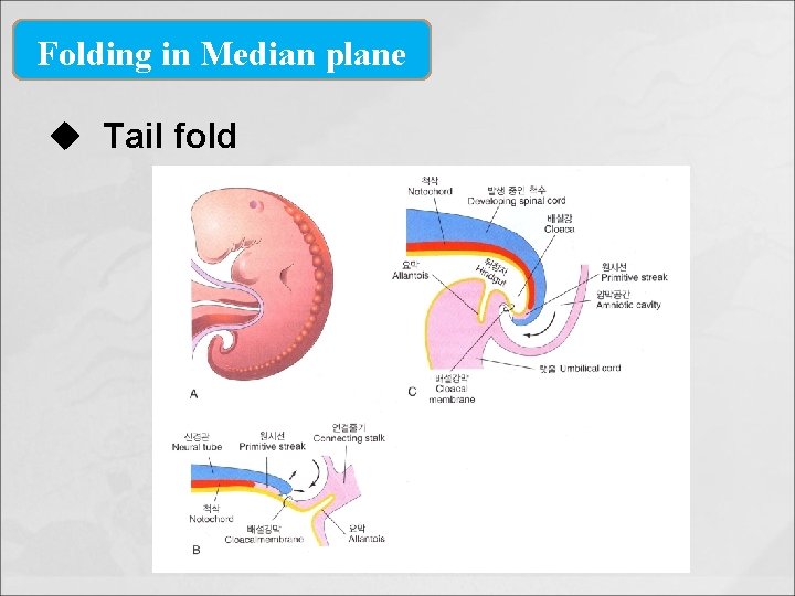 Folding in Median plane u Tail fold 