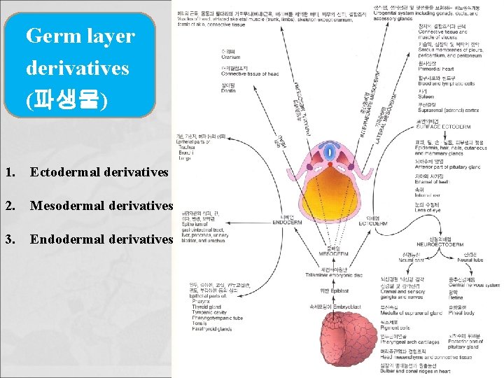 Germ layer derivatives (파생물) 1. Ectodermal derivatives 2. Mesodermal derivatives 3. Endodermal derivatives 