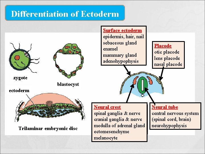 Differentiation of Ectoderm Surface ectoderm epidermis, hair, nail sebaceous gland enamel mammary gland adenohypophysis