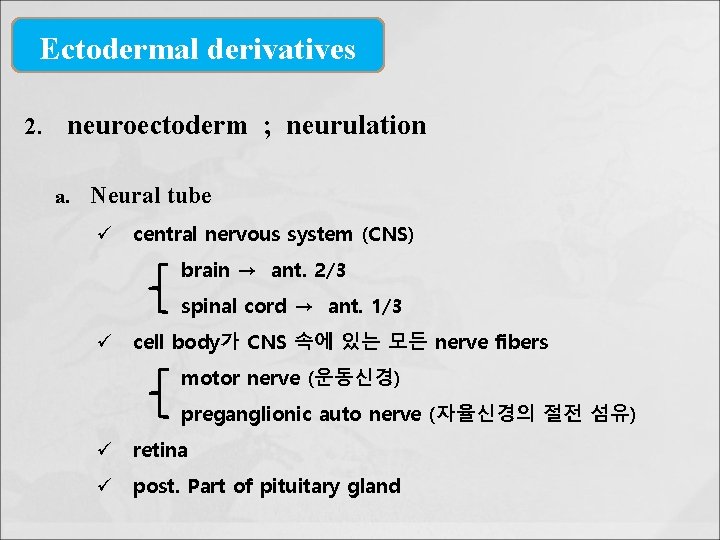 Ectodermal derivatives 2. neuroectoderm ; neurulation a. Neural tube ü central nervous system (CNS)