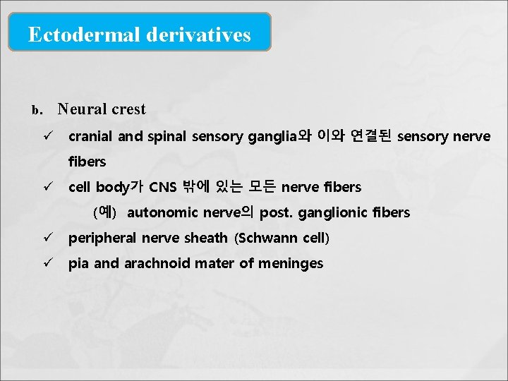 Ectodermal derivatives b. Neural crest ü cranial and spinal sensory ganglia와 이와 연결된 sensory