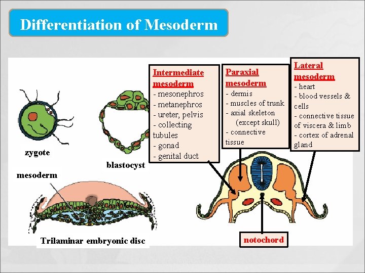 Differentiation of Mesoderm zygote mesoderm blastocyst Trilaminar embryonic disc Intermediate mesoderm Paraxial mesoderm -
