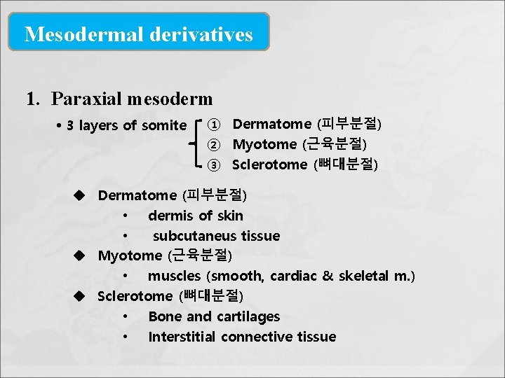 Mesodermal derivatives 1. Paraxial mesoderm • 3 layers of somite ① Dermatome (피부분절) ②