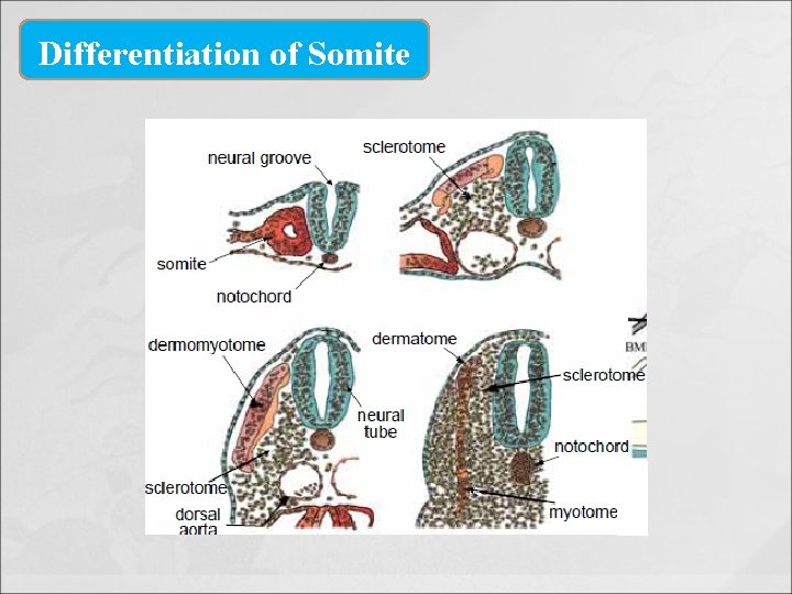 Differentiation of Somite 