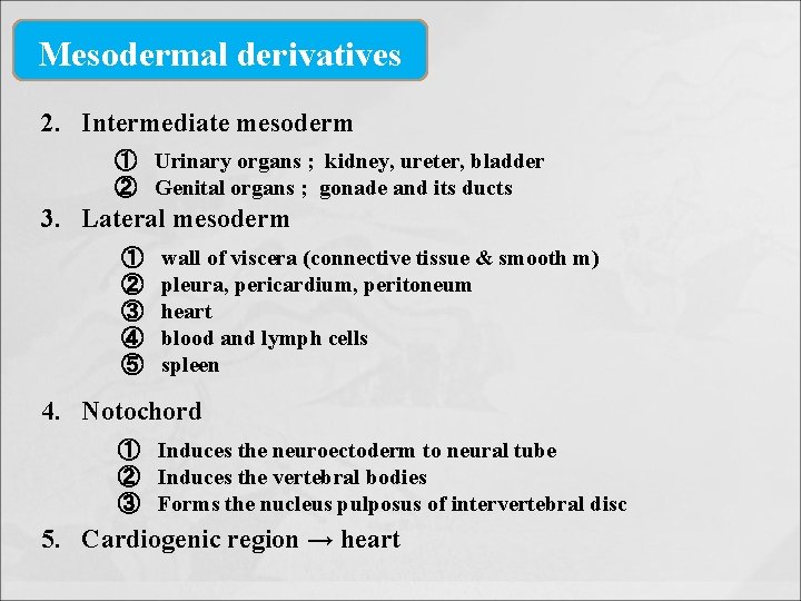 Mesodermal derivatives 2. Intermediate mesoderm ① Urinary organs ; kidney, ureter, bladder ② Genital