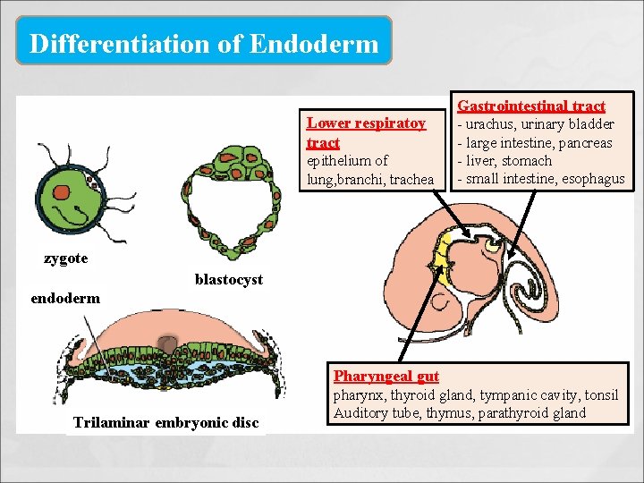 Differentiation of Endoderm Lower respiratoy tract epithelium of lung, branchi, trachea Gastrointestinal tract -