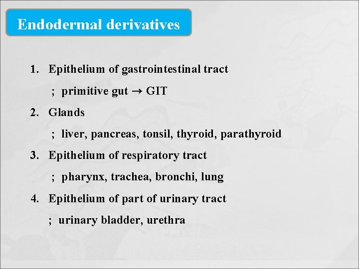 Endodermal derivatives 1. Epithelium of gastrointestinal tract ; primitive gut → GIT 2. Glands