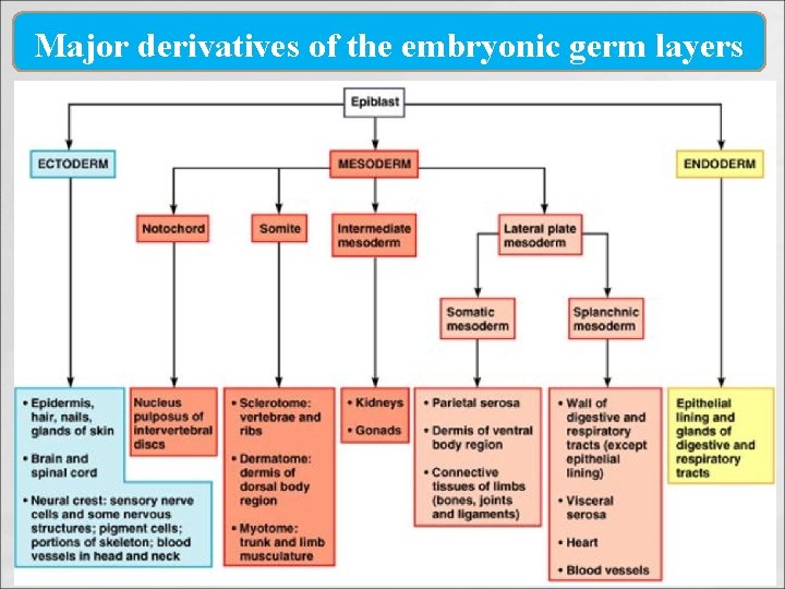 Major derivatives of the embryonic germ layers 