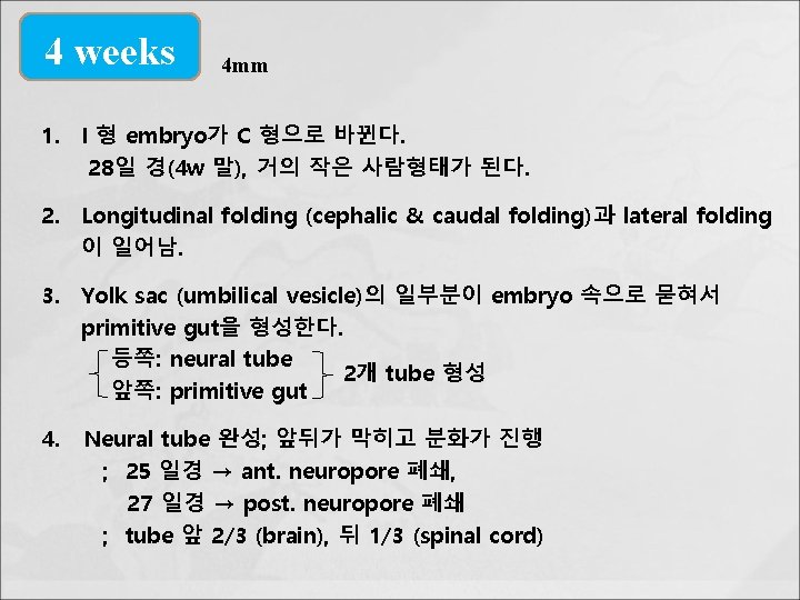 4 weeks 4 mm 1. I 형 embryo가 C 형으로 바뀐다. 28일 경(4 w