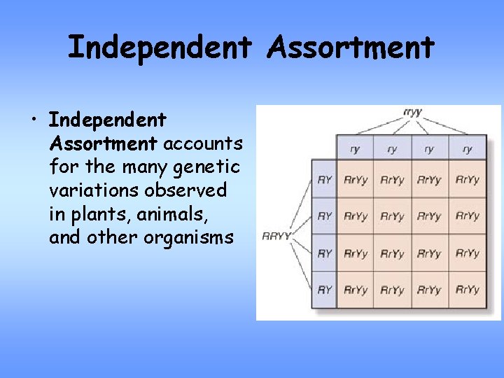 Independent Assortment • Independent Assortment accounts for the many genetic variations observed in plants,