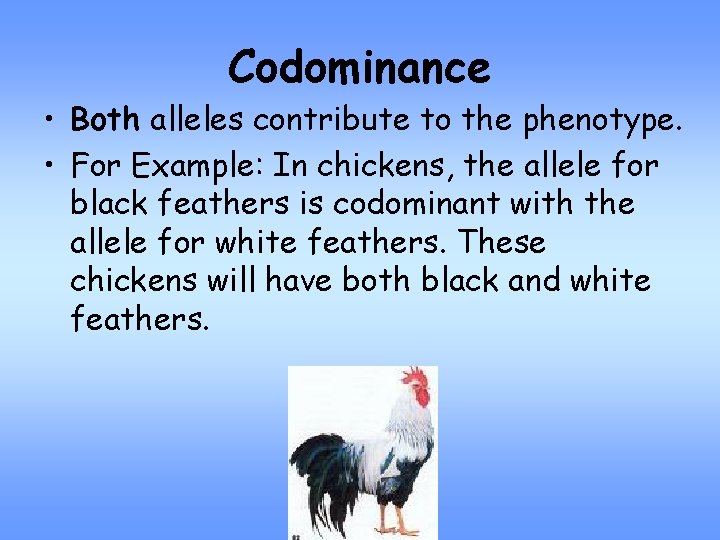 Codominance • Both alleles contribute to the phenotype. • For Example: In chickens, the