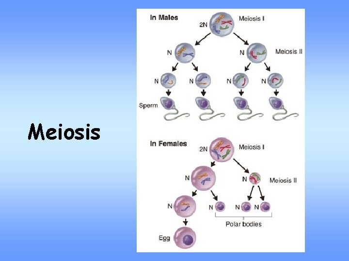 Meiosis 