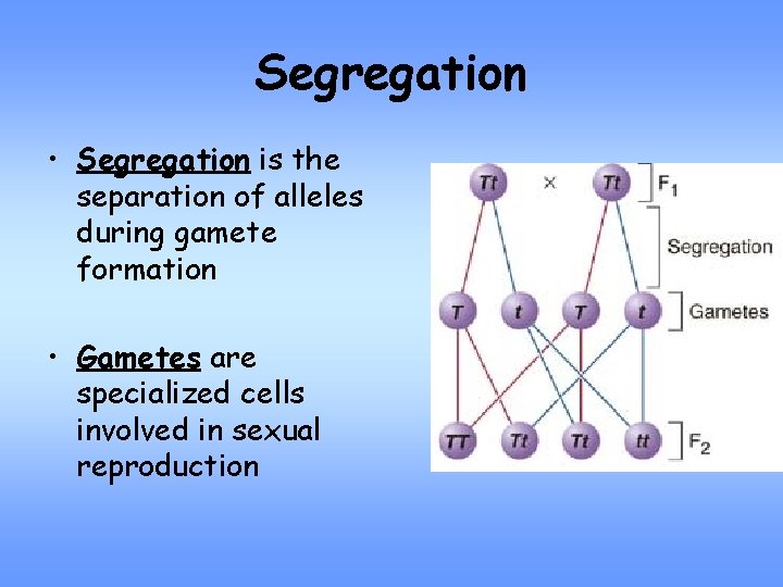 Segregation • Segregation is the separation of alleles during gamete formation • Gametes are