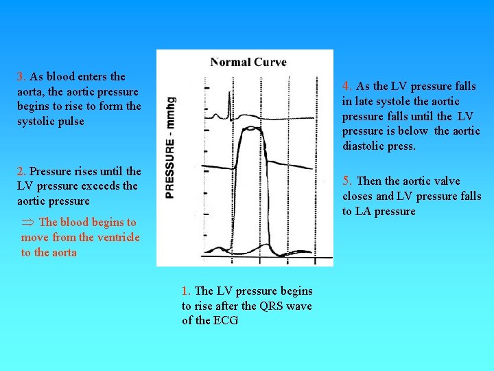 3. As blood enters the aorta, the aortic pressure begins to rise to form 3. As blood enters the aorta, the aortic pressure begins to rise to form