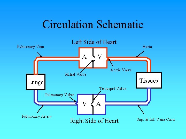Circulation Schematic Left Side of Heart Pulmonary Vein A Aorta V Aortic Valve Mitral Circulation Schematic Left Side of Heart Pulmonary Vein A Aorta V Aortic Valve Mitral
