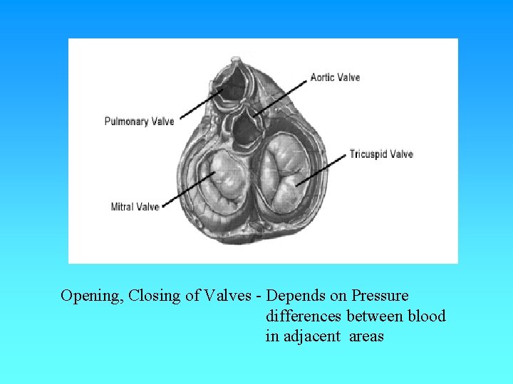 Opening, Closing of Valves - Depends on Pressure differences between blood in adjacent areas Opening, Closing of Valves - Depends on Pressure differences between blood in adjacent areas
