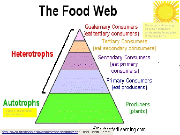 The sun provides energy To sustain producers which are the foundation of all ecosystems.