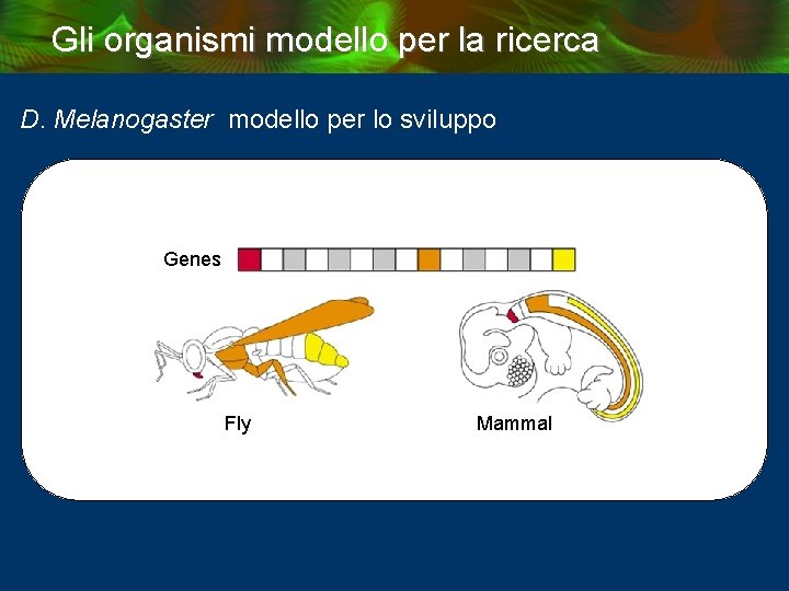 Gli organismi modello per la ricerca D. Melanogaster modello per lo sviluppo Genes Fly