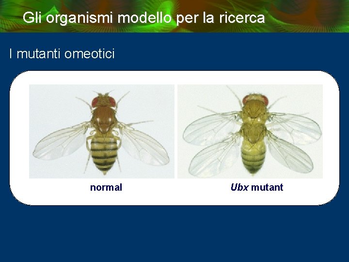 Gli organismi modello per la ricerca I mutanti omeotici normal Ubx mutant 