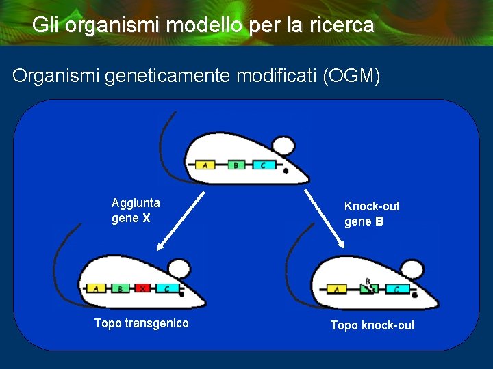 Gli organismi modello per la ricerca Organismi geneticamente modificati (OGM) Aggiunta gene X Topo