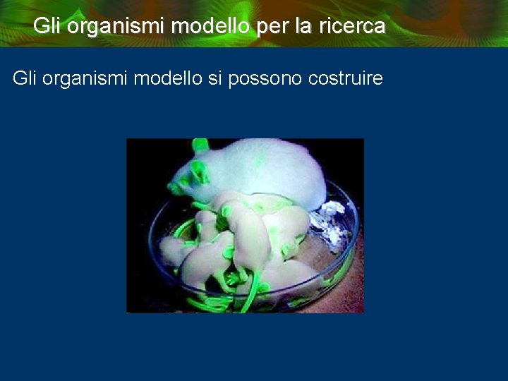 Gli organismi modello per la ricerca Gli organismi modello si possono costruire 
