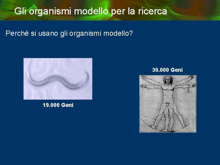 Gli organismi modello per la ricerca Perché si usano gli organismi modello? 30. 000