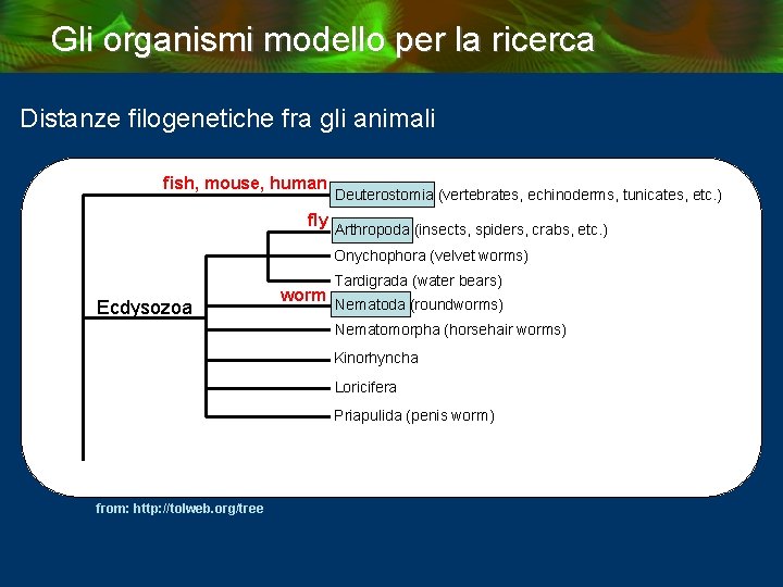 Gli organismi modello per la ricerca Distanze filogenetiche fra gli animali fish, mouse, human