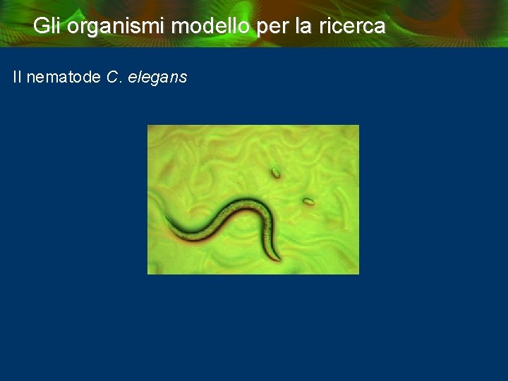 Gli organismi modello per la ricerca Il nematode C. elegans 