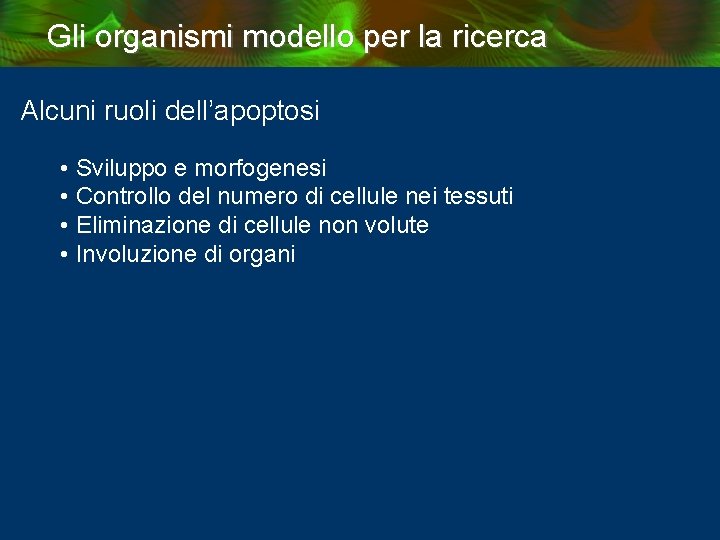 Gli organismi modello per la ricerca Alcuni ruoli dell’apoptosi • Sviluppo e morfogenesi •