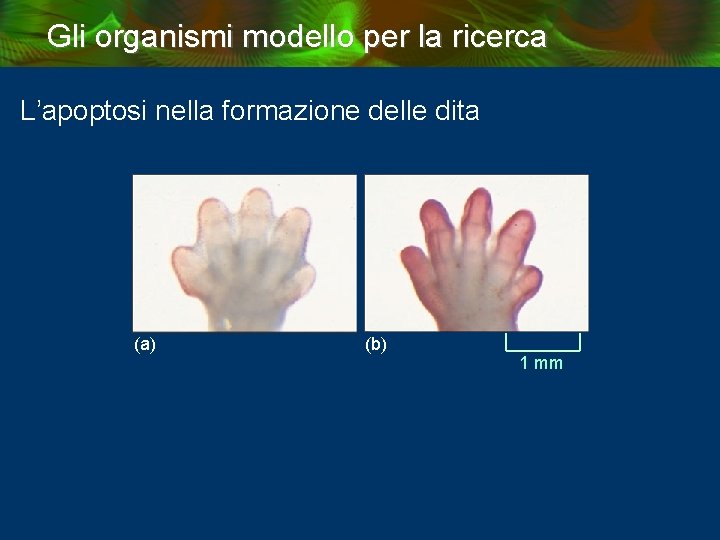 Gli organismi modello per la ricerca L’apoptosi nella formazione delle dita (a) (b) 1