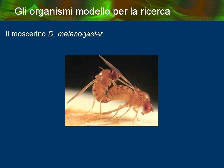 Gli organismi modello per la ricerca Il moscerino D. melanogaster 