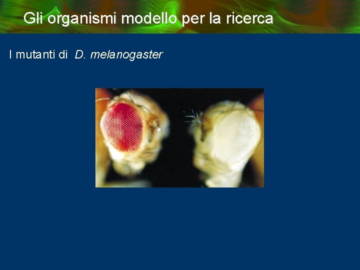 Gli organismi modello per la ricerca I mutanti di D. melanogaster 