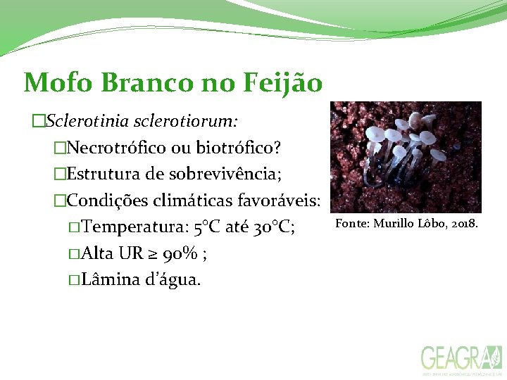 Mofo Branco no Feijão �Sclerotinia sclerotiorum: �Necrotrófico ou biotrófico? �Estrutura de sobrevivência; �Condições climáticas