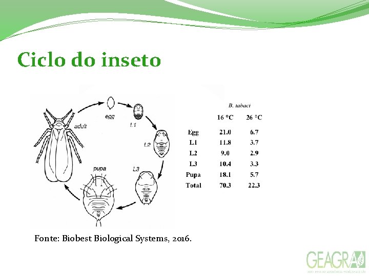 Ciclo do inseto Fonte: Biobest Biological Systems, 2016. 