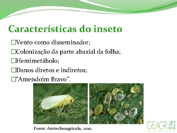 Características do inseto �Vento como disseminador; �Colonização da parte abaxial da folha; �Hemimetábolo; �Danos