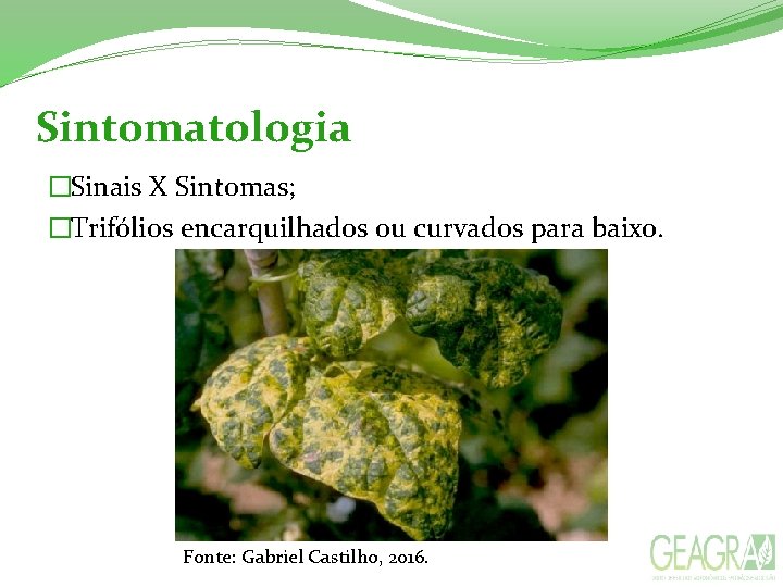 Sintomatologia �Sinais X Sintomas; �Trifólios encarquilhados ou curvados para baixo. Fonte: Gabriel Castilho, 2016.