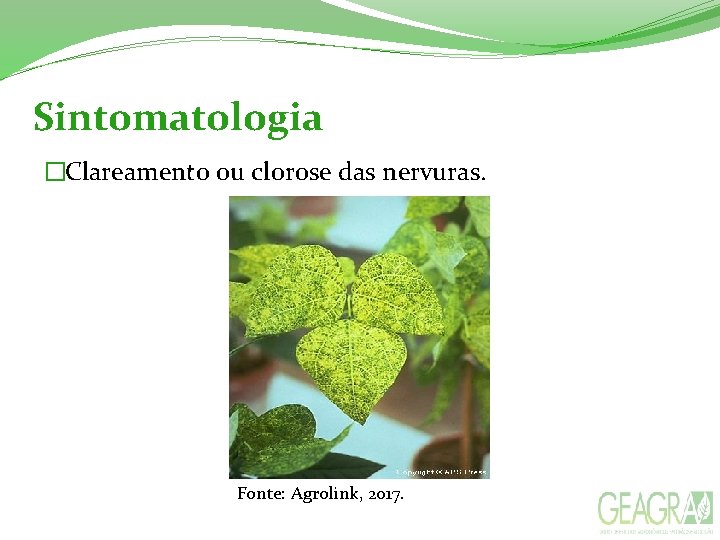 Sintomatologia �Clareamento ou clorose das nervuras. Fonte: Agrolink, 2017. 
