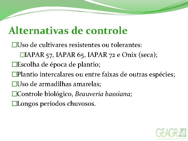 Alternativas de controle �Uso de cultivares resistentes ou tolerantes: �IAPAR 57, IAPAR 65, IAPAR