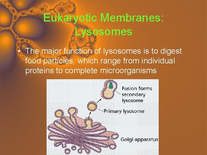 Eukaryotic Membranes: Lysosomes • The major function of lysosomes is to digest food particles,