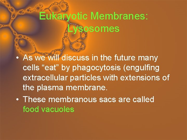 Eukaryotic Membranes: Lysosomes • As we will discuss in the future many cells “eat”