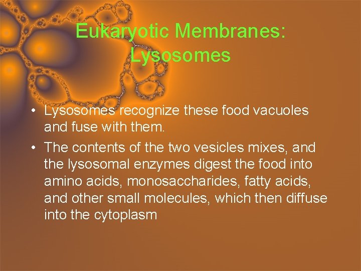 Eukaryotic Membranes: Lysosomes • Lysosomes recognize these food vacuoles and fuse with them. •