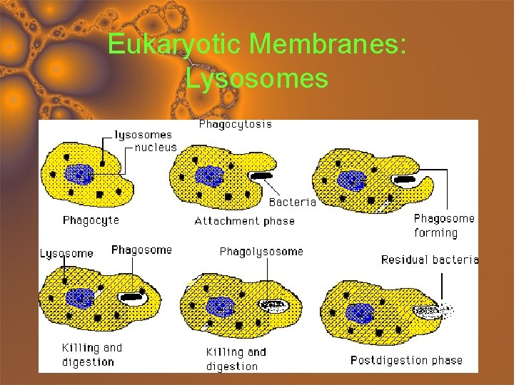 Eukaryotic Membranes: Lysosomes 