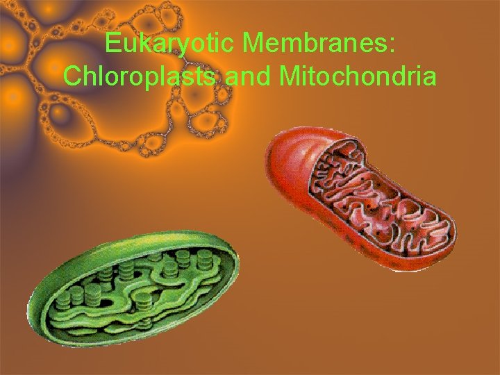 Eukaryotic Membranes: Chloroplasts and Mitochondria 