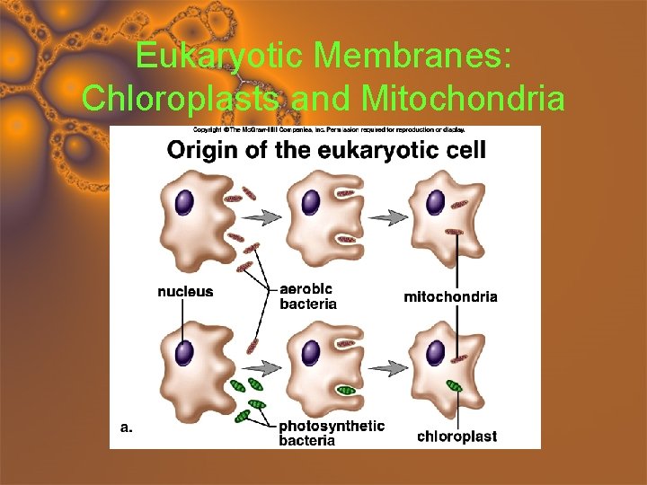 Eukaryotic Membranes: Chloroplasts and Mitochondria 