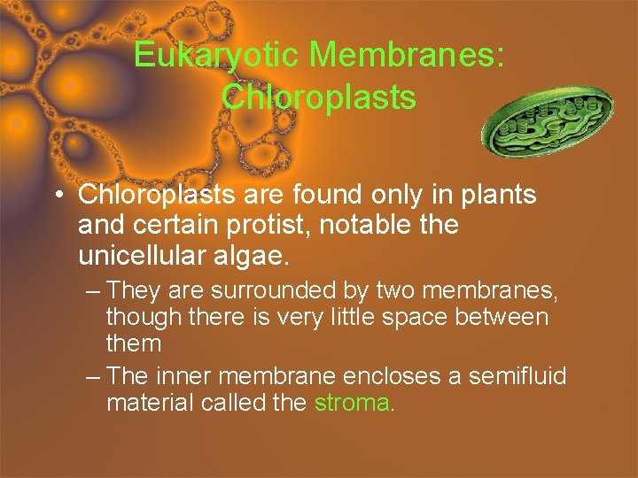 Eukaryotic Membranes: Chloroplasts • Chloroplasts are found only in plants and certain protist, notable