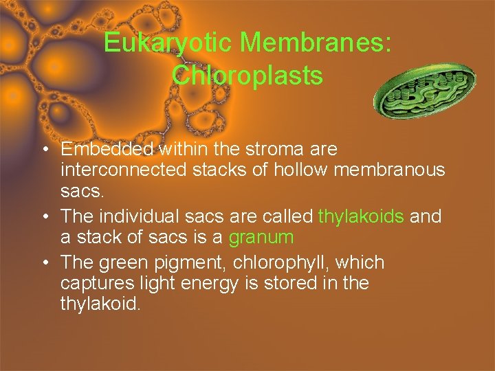 Eukaryotic Membranes: Chloroplasts • Embedded within the stroma are interconnected stacks of hollow membranous