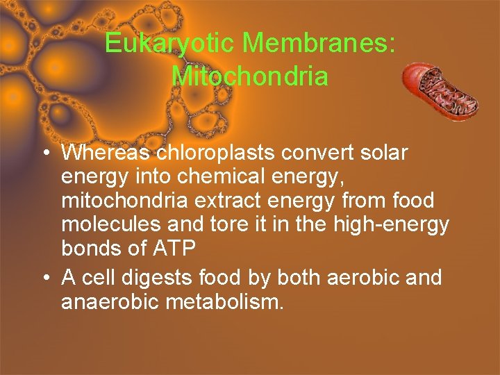 Eukaryotic Membranes: Mitochondria • Whereas chloroplasts convert solar energy into chemical energy, mitochondria extract